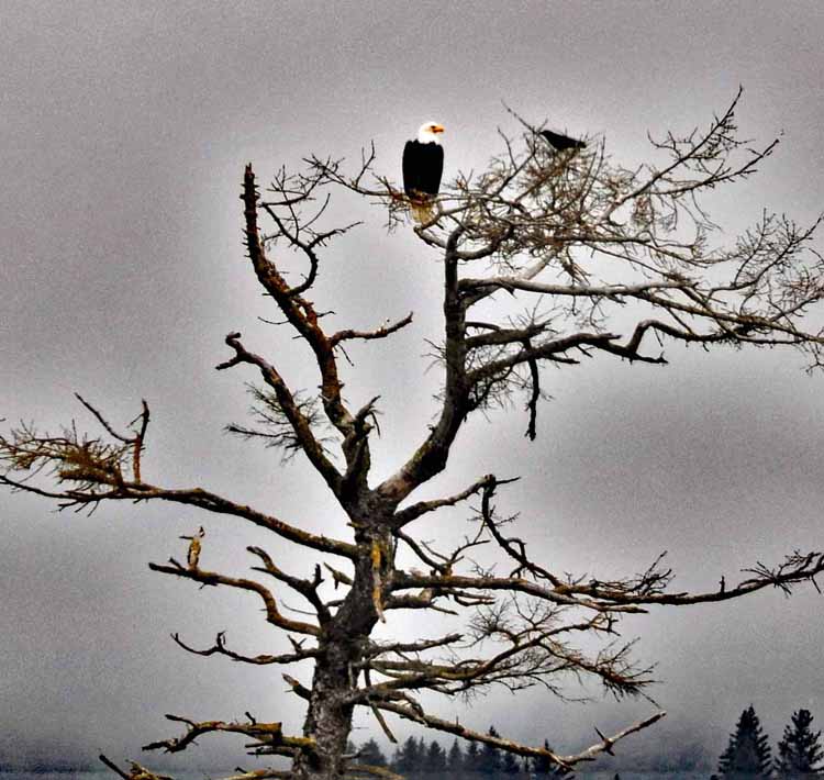 eagle in tree
